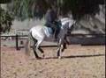 LUSITANO HORSES JAZZ