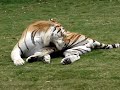 Rama the tiger licking himself Rama the tiger licking himself