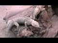 Ein selbstgedrehtes Video über den Tierpark in Schönbrunn aufgeteilt auf 4 Teile. Hier zu sehen: Wasserwelt, Pfeilgiftfrösche, Reptilien, Schlangen usw...