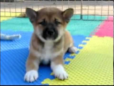 CH Sired ~ Red Boy ~ Watch my Video!!!