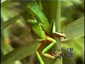 Phyllomedusa distincta desovando numa das lagoas do Santuário Rã-bugio, em Guaramirim, SC.Instituto Rã-bugio para Conservação da BiodiversidadeJaraguá do Sul, SC http://www.ra-bugio.org.br