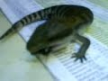Blue Tongue Lizard Eating Cricket