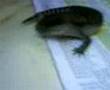 Blue Tongue Lizard Eating Cricket
