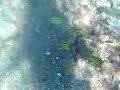 ヒリゾ浜 共食い