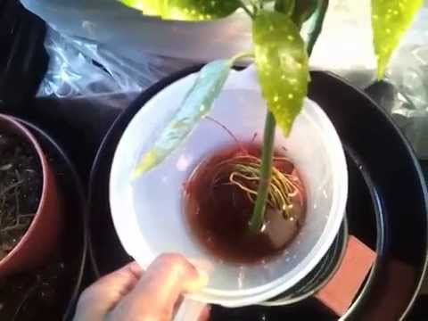 how to transplant aucuba