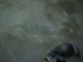 videos de Buddy the Yorkie