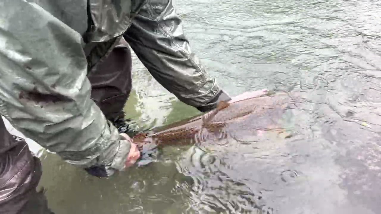 Releasing Wild Brown Trout in Patagonia