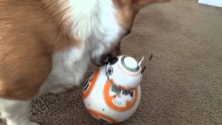 Corgi vs. BB-8