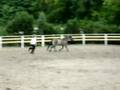 konik polski myslecinek 09 2008