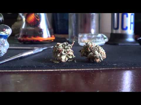 how to grow lemon og