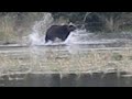 Monster Alaska Brown Bear Hunting.