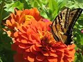 Broken Wing Butterfly