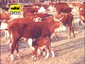 Bovinos criollos paraguayos Bovinos criollos paraguayos