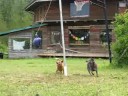 Blue Heeler Tetherball Blue Heeler Tetherball