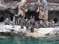 Penguin Feeding at Brookfield Zoo Penguin Feeding at Brookfield Zoo