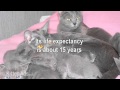 Kittenads breed guide to Korat Cats