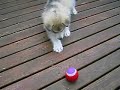 Alaskan-malamute