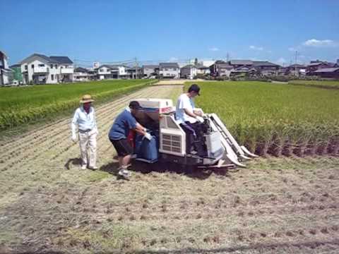 how to harvest rice and how is grown