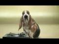 videos de Der musikalische Hund