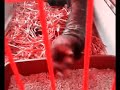 leo scarey vid.wmv