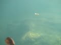 LmF pentax w30 under water top