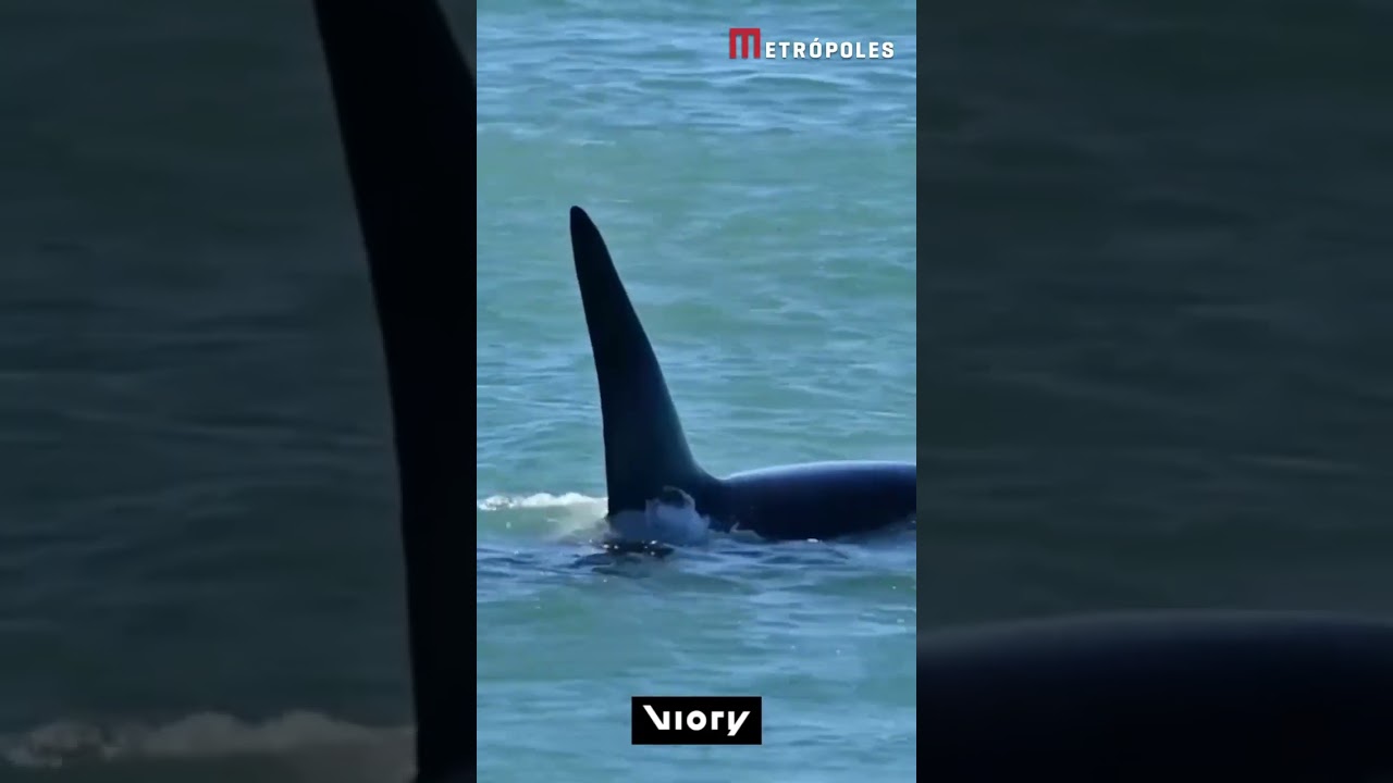 Orcas chocam ao caçarem leões-marinhos sem medo de encalharem na praia
