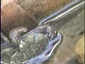 Secret Fishing Spot Mini Crab Catch Secret Fishing Spot Mini Crab Catch