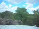 Elephant encounter in Namibia, Africa