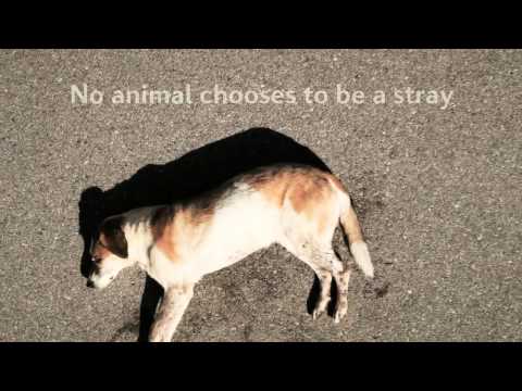 how to care stray animals