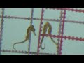 The Seahorse Story