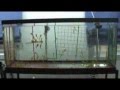 The Seahorse Story