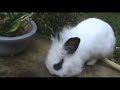 Young Rabbits