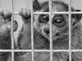 Tráfico de Animais Silvestres