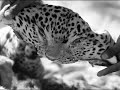 Tráfico de Animais Silvestres