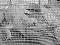 Tráfico de Animais Silvestres
