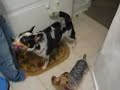 ALPO Real Meat Moments Video Contest