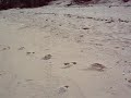 Crista de Gallo Sibuyan Island Philippines