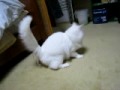 shiro 2