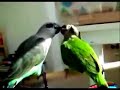 Cualcerdo.com - Putita