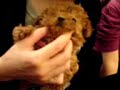 TEACUP POODLE