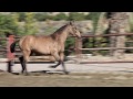 Garrucha DM 05112010