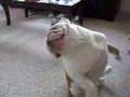 Quincy the Bulldog!