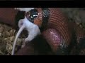 Feeding My Pet Snake