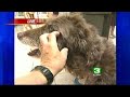 Protect Your Pets From The Summer Blast Protect Your Pets From The Summer Blast
