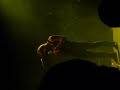 cirque royal 31/10/2008