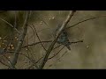 atahualpa yupanqui - la pura verdad