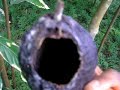CACAO TREE