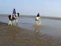 Horses having a paddle2 Horses having a paddle2