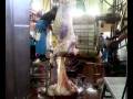 videos de binatang sembelihan