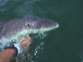 Releasing 8 ft Sturgeon